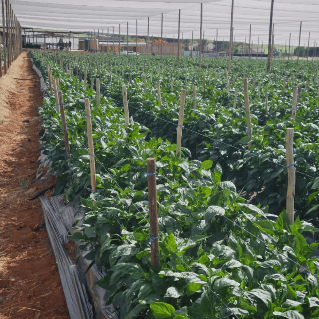 Farm 02