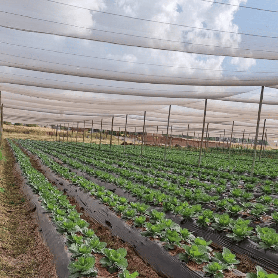 Farm 05