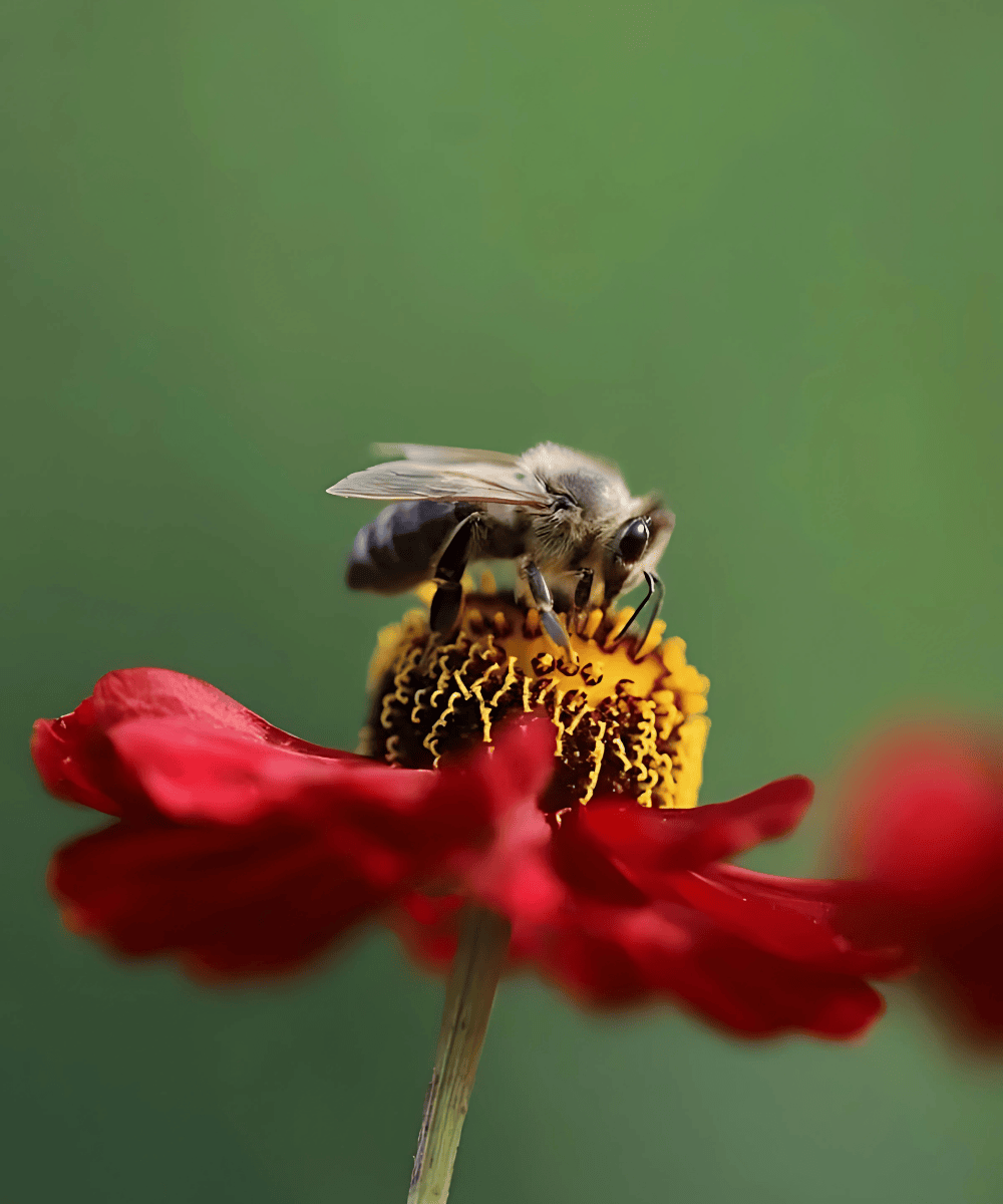 bee